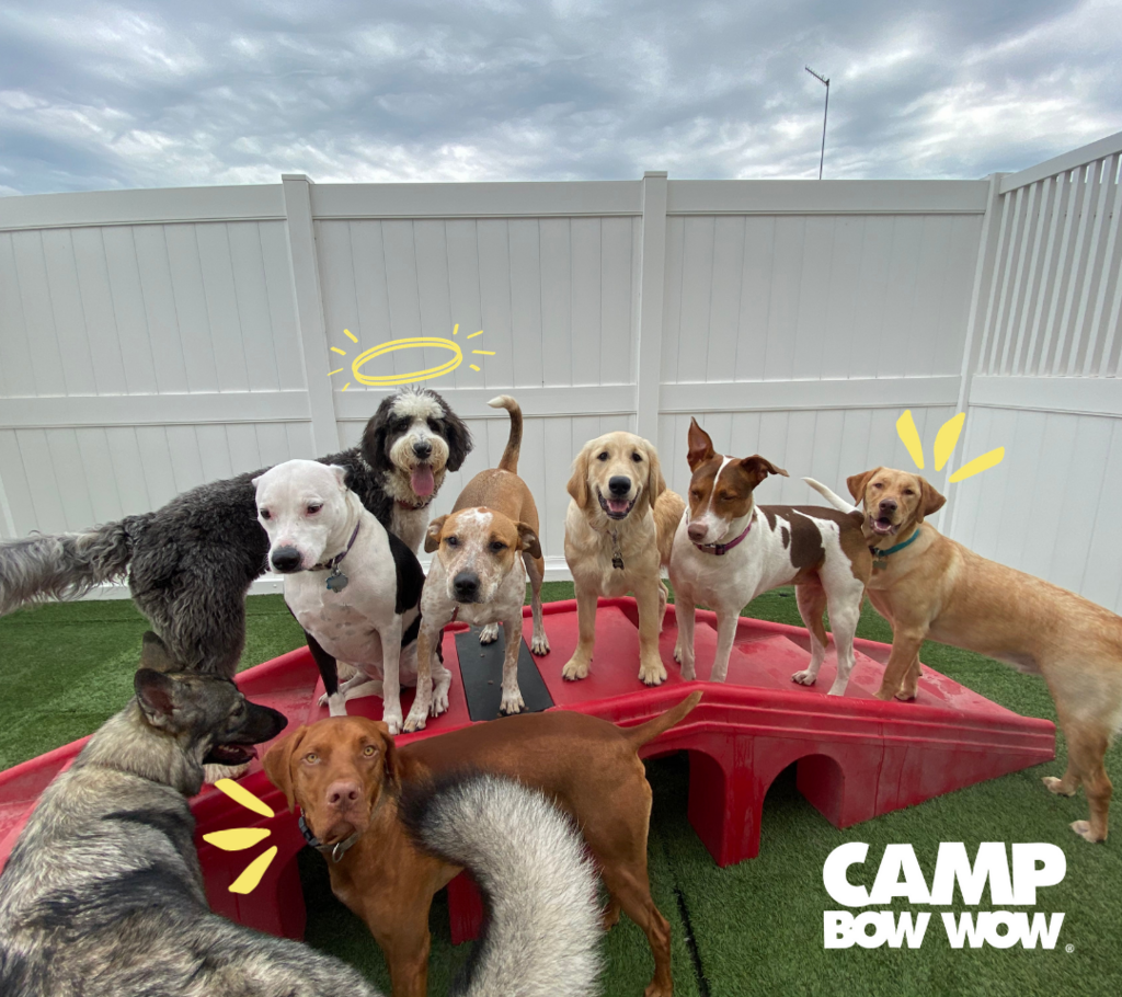 Camp bow wow near me best sale