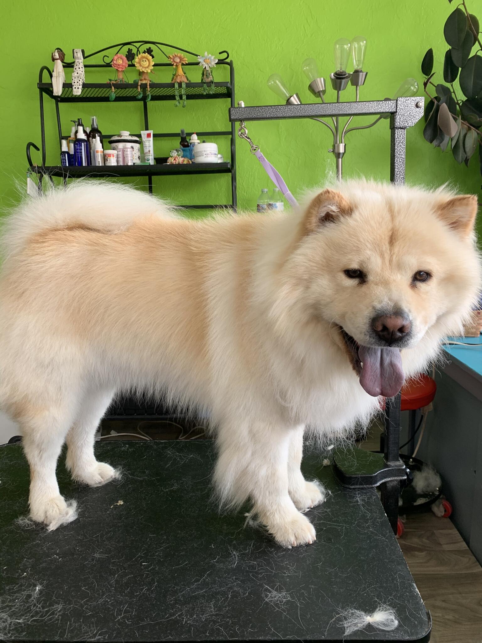 Dog Grooming By Amber Nampa, ID Nextdoor
