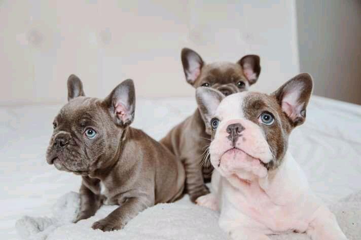 SEALED HOME OF FRENCH AND ENGLISH BULLDOG PUPPIES - Surfside Beach