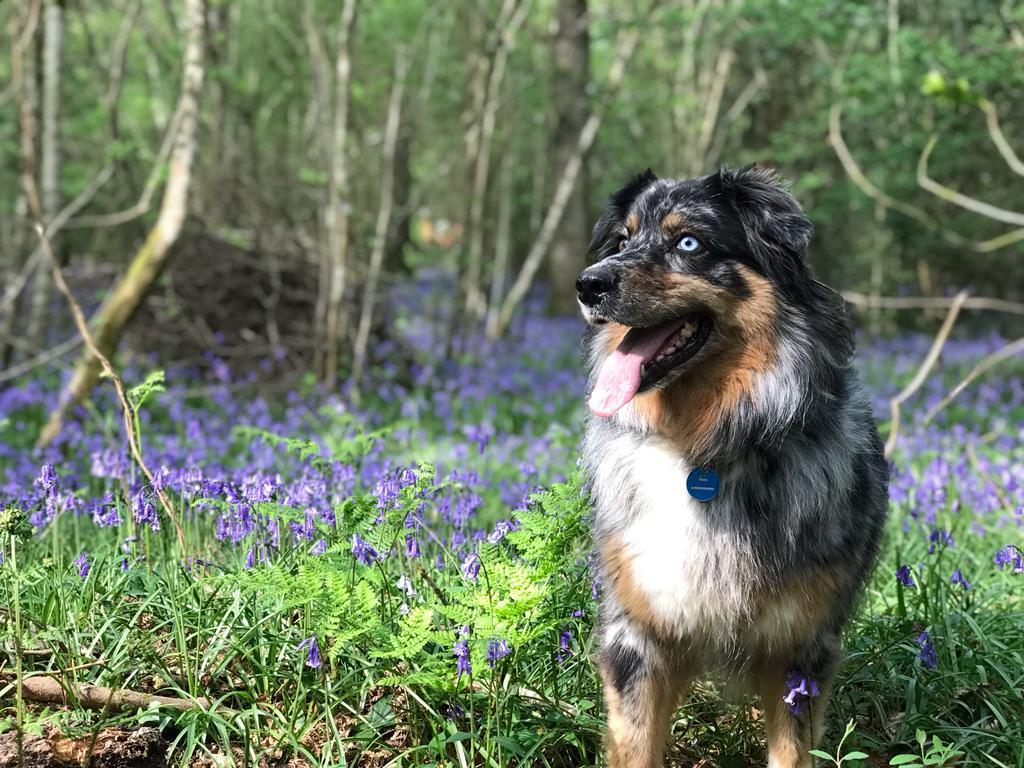 Barking Boots WaltonOnThames Nextdoor