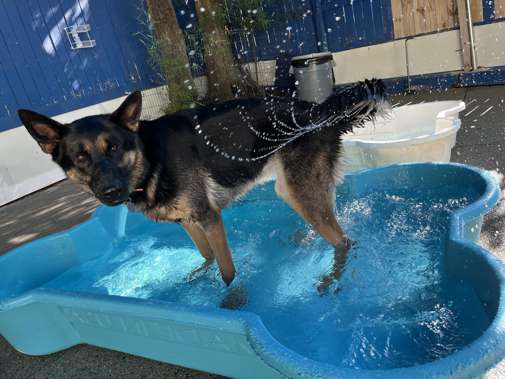 Wagging Tails Doggy Day Care Atlanta GA Nextdoor