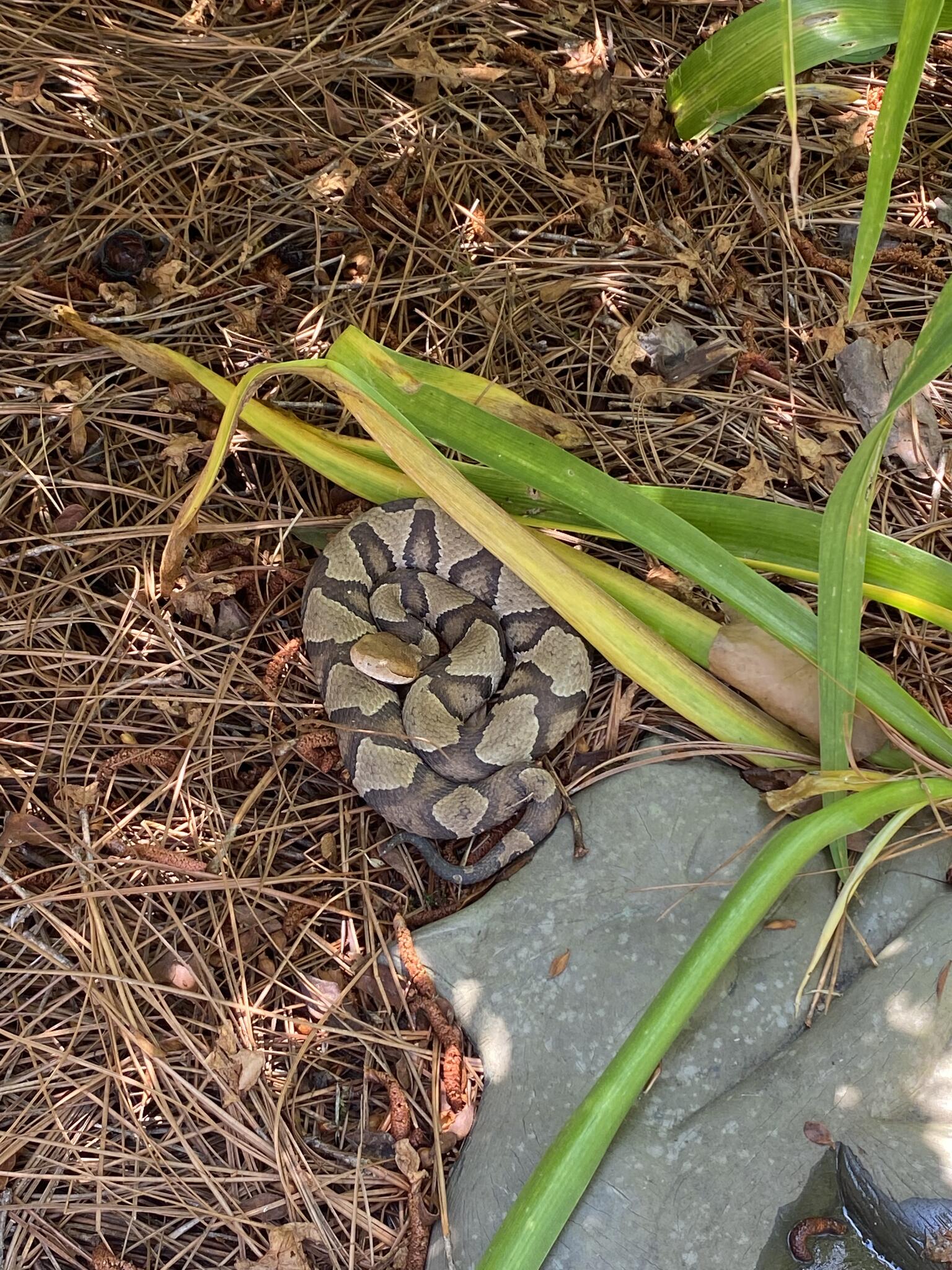 Advanced Wildlife Removal - Raleigh, NC - Nextdoor