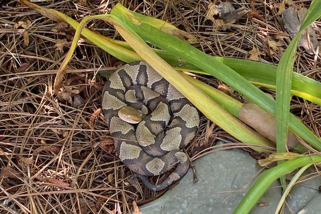 Advanced Wildlife Removal - Raleigh, NC - Nextdoor