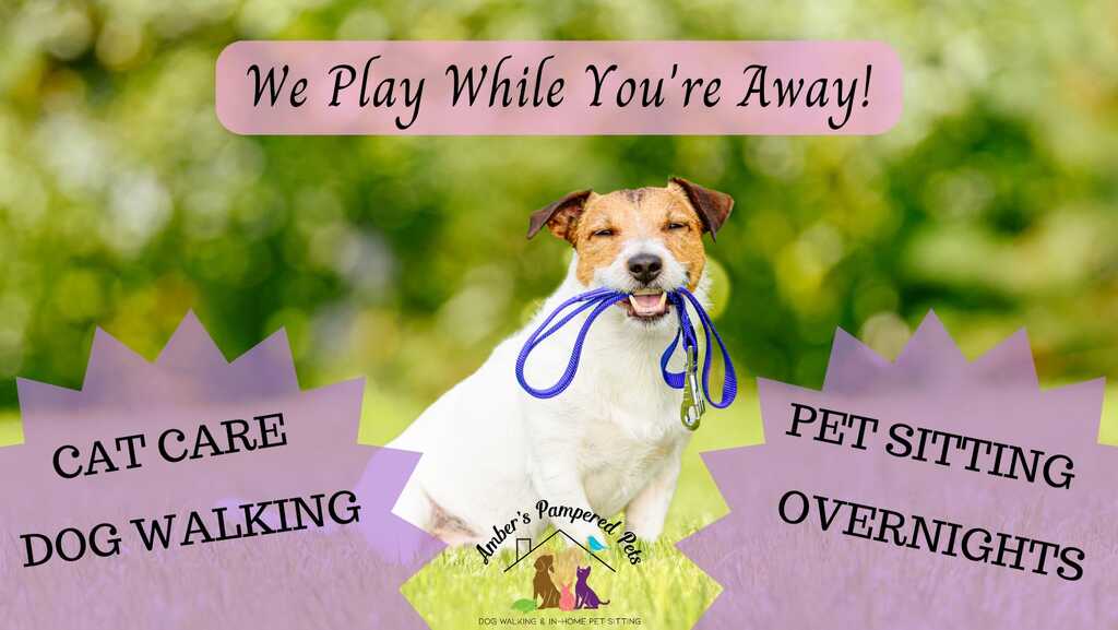 Pampered 2024 pet taxi