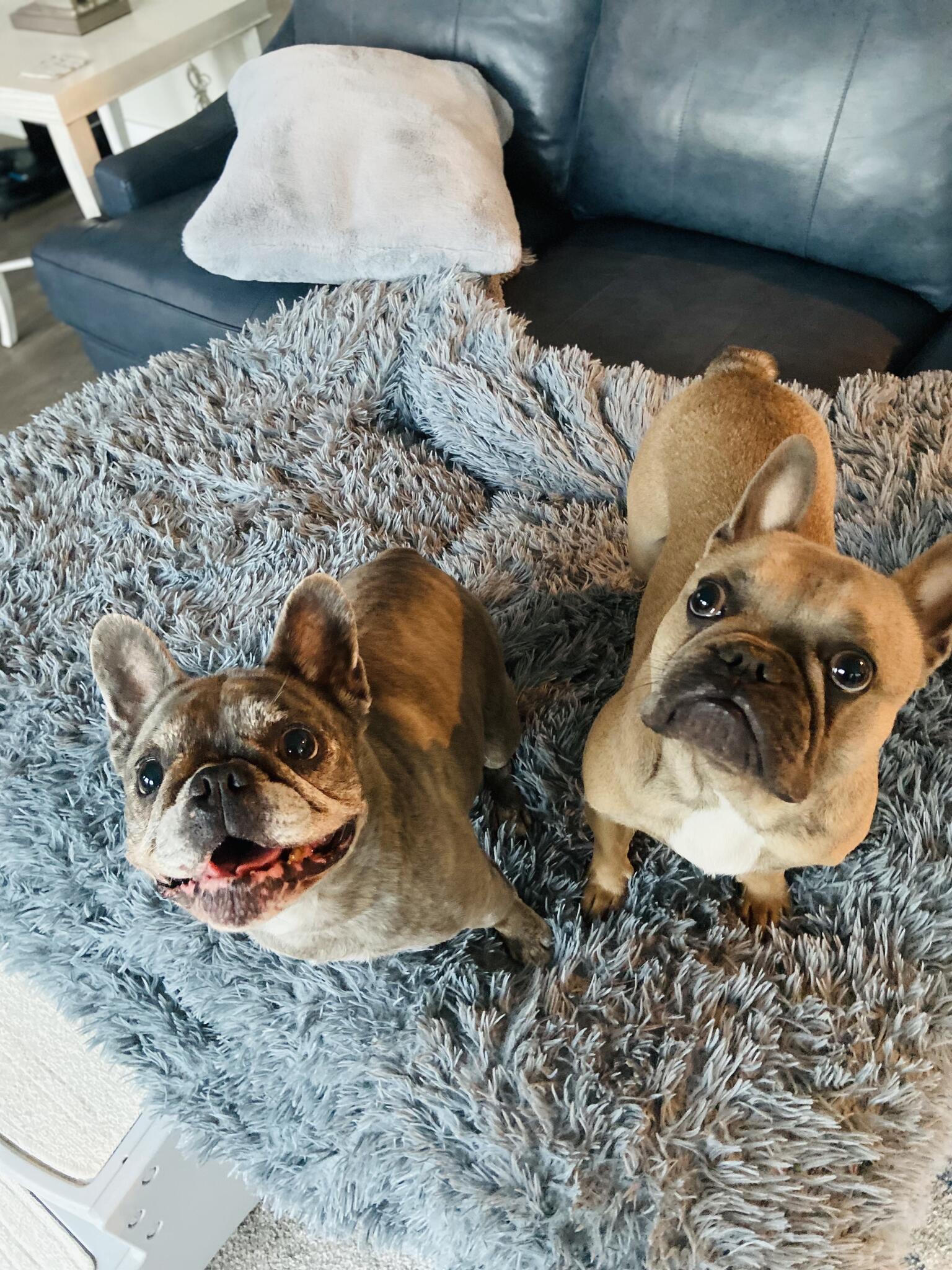 Stay Home Pet Sitting Nextdoor