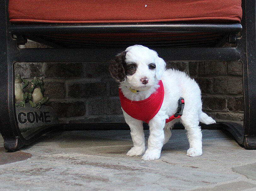 Lake blue hot sale labradoodle