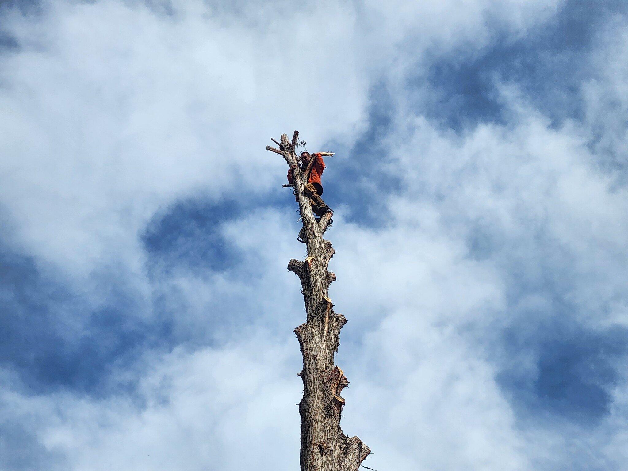 Champion Tree Care Topeka, KS Nextdoor