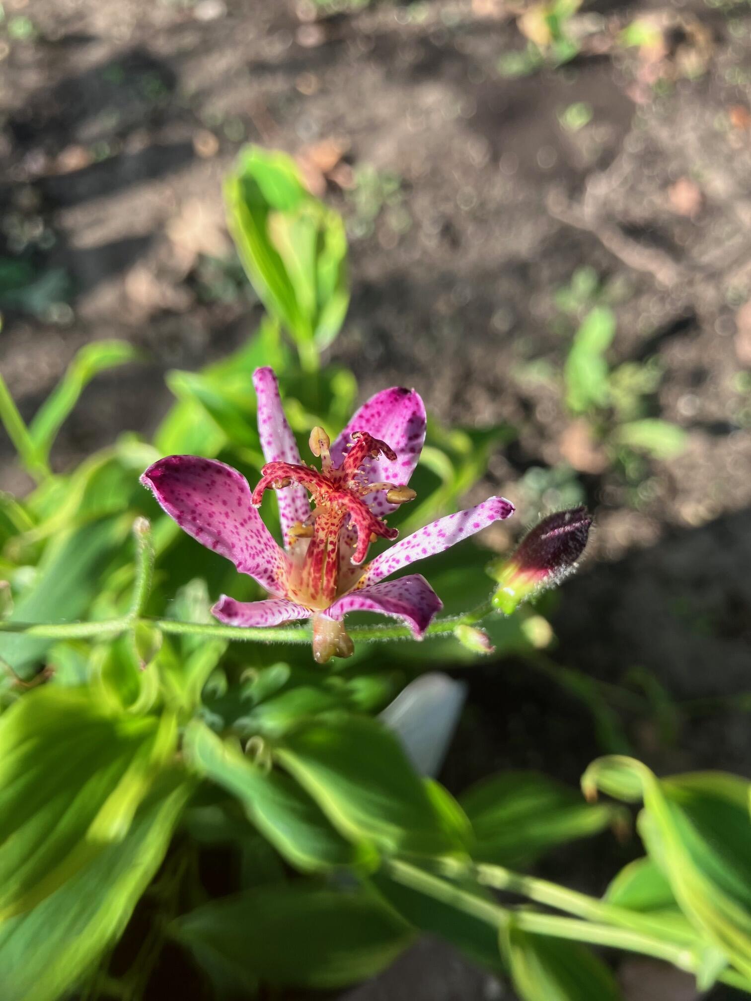Garden Beyond the Wall - Nextdoor