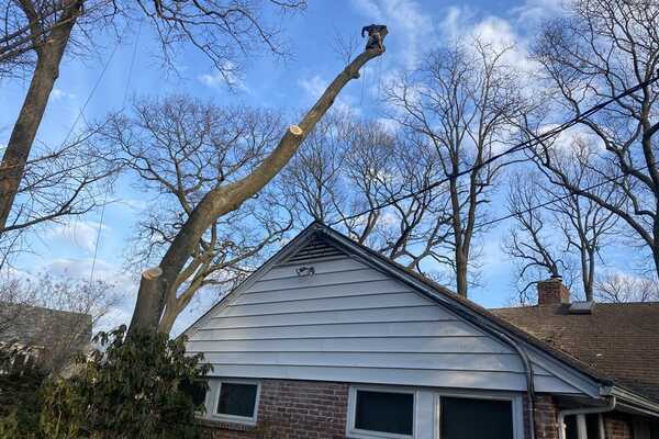 Jose Veliz Landscaping Tree Service, Jose Landscaping And Tree Removal