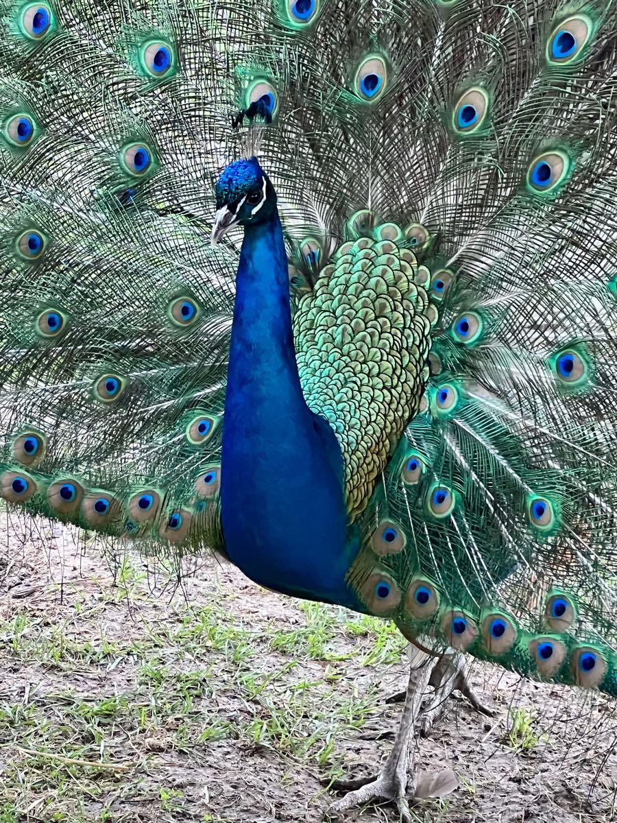 Feathers And Friends Acres Oak Grove, MO Nextdoor