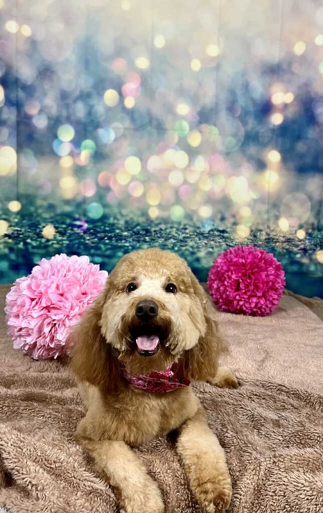 Paws pet best sale supply and grooming