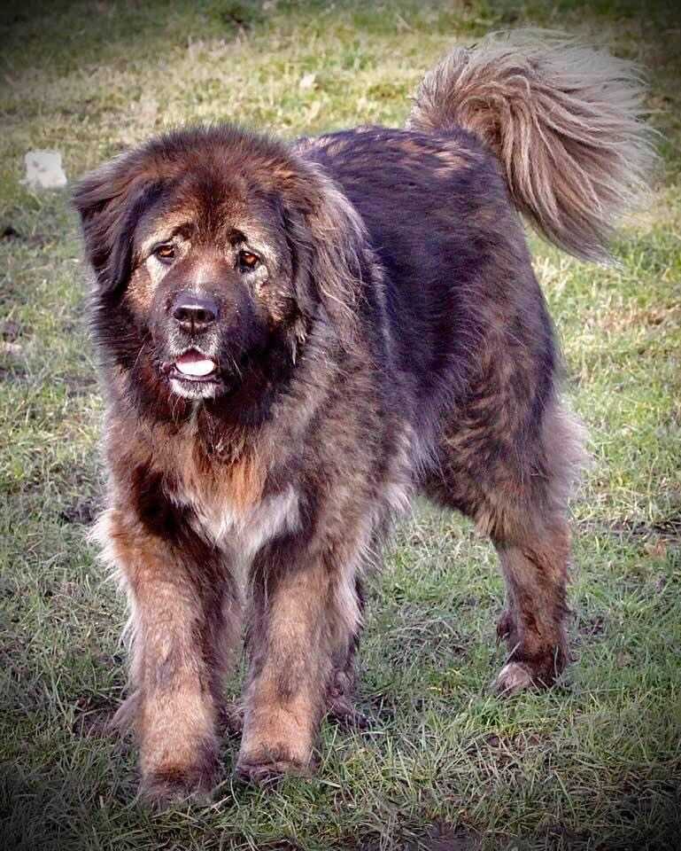 Greenacres 2024 boarding kennels