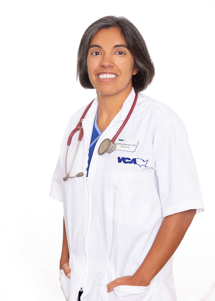 Vca castle deals hills animal hospital