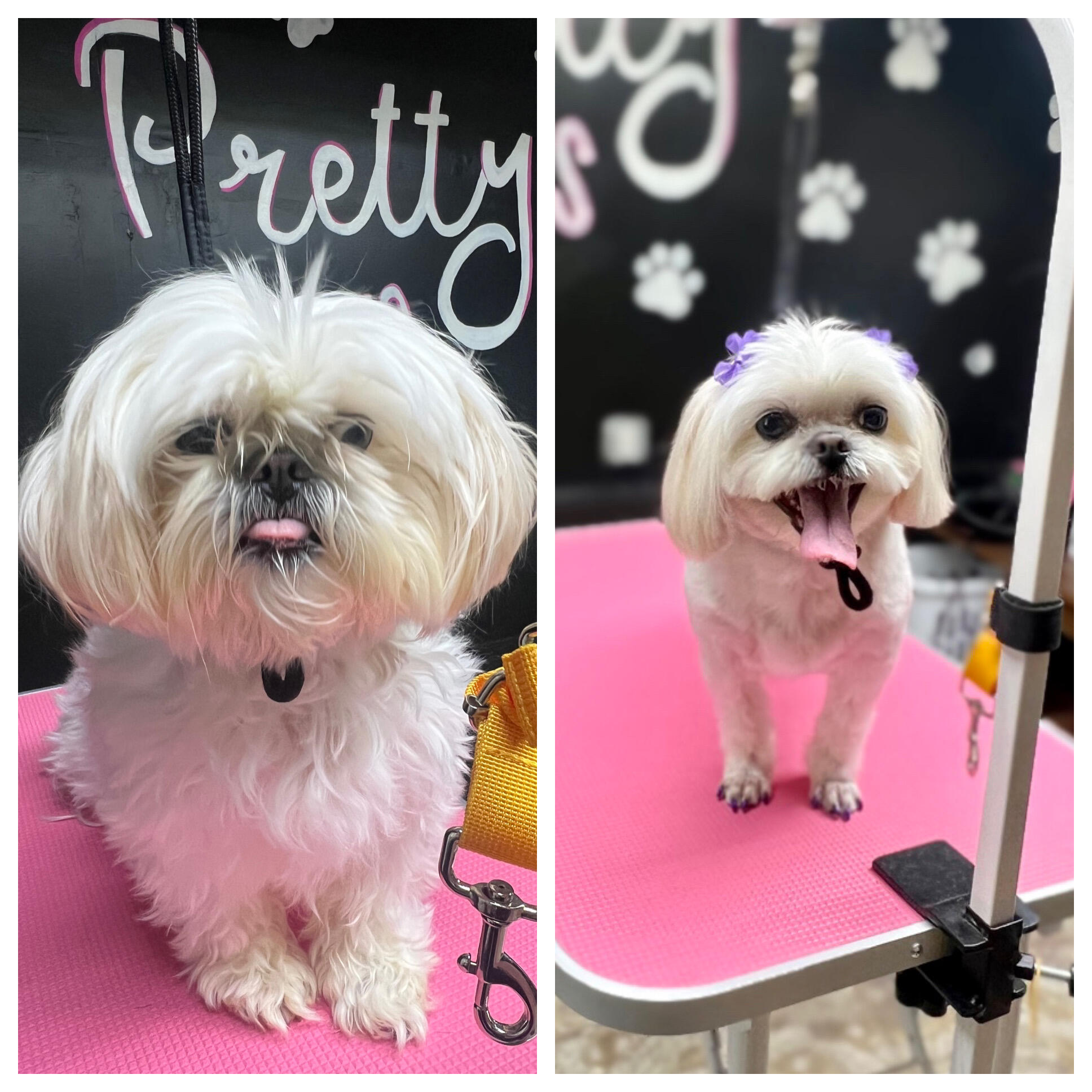 Pretty Paws Cat and Dog Grooming Mays Landing, NJ Nextdoor