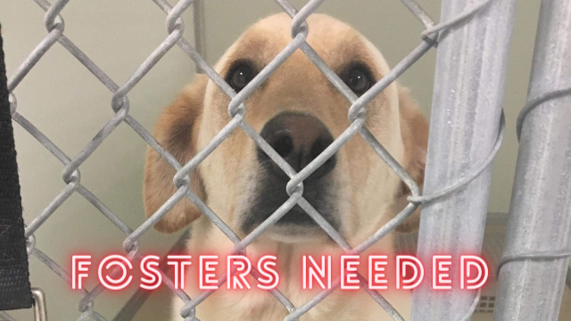 Peak Lab Rescue - Nextdoor