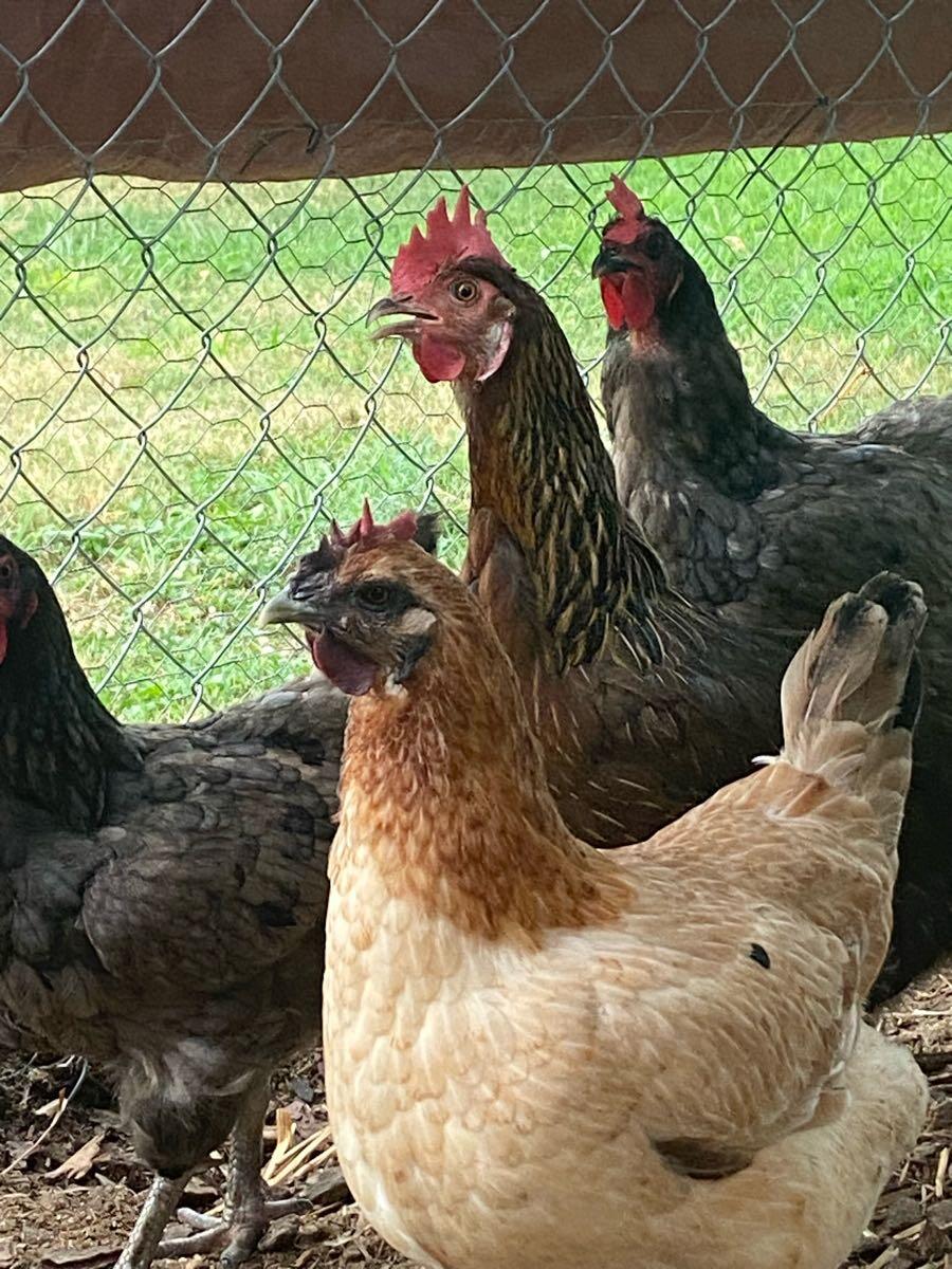 Jersey Girl Farm (Fresh Farm Eggs & Chicks in Spring) Trinity, NC