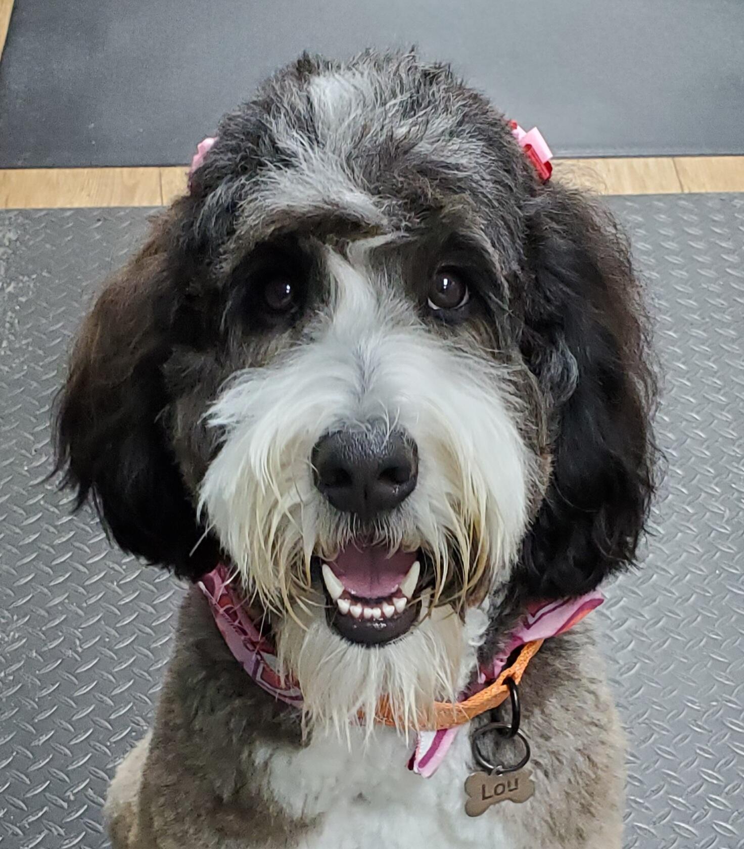 Tlc dog spa top