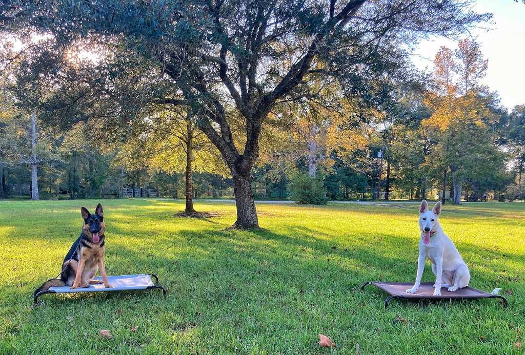 Infinity K9 Training Nextdoor