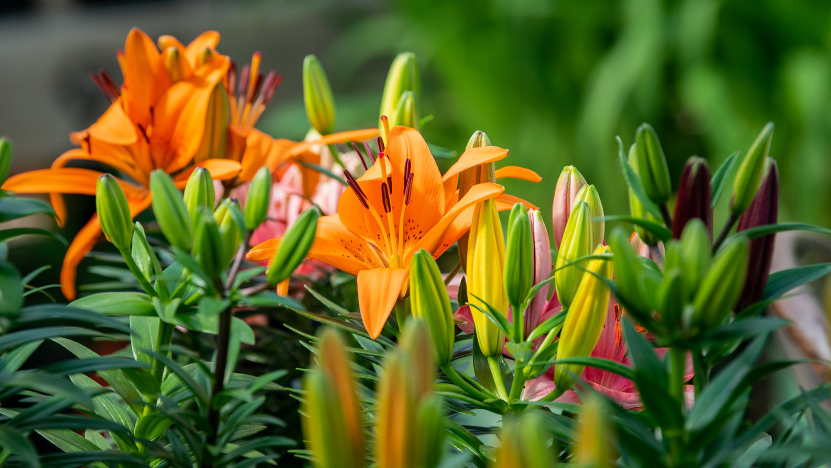 Pine Lane Nursery Parker, CO Nextdoor