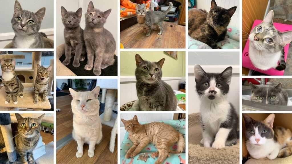 Nose to deals tail cat rescue