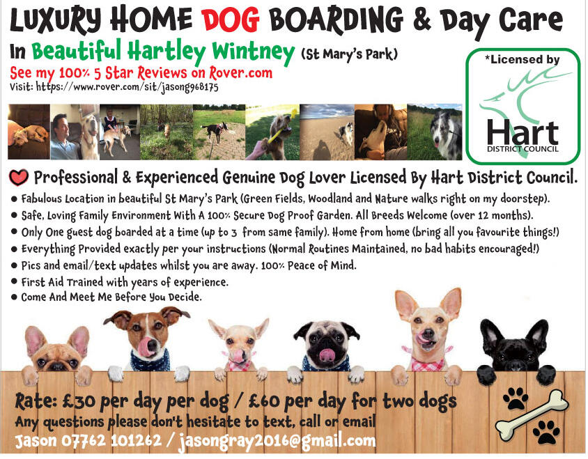 Licensed dog store boarders near me