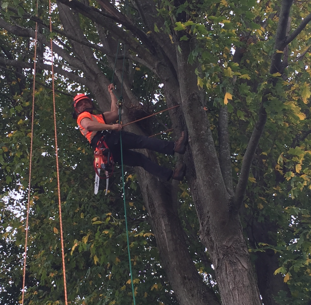 CG Arborist Services Nextdoor
