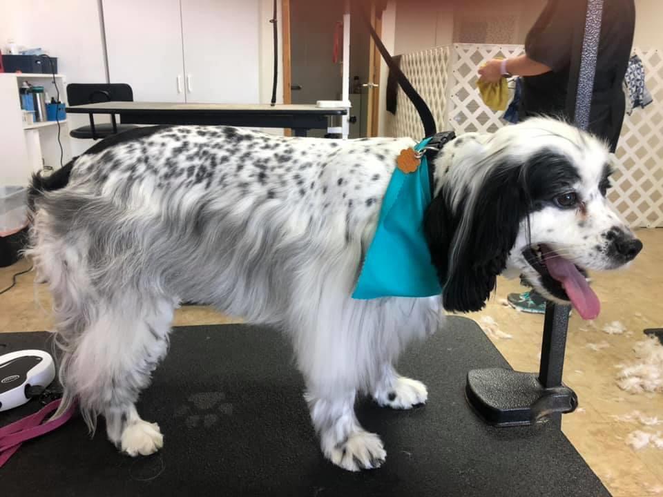 Dog Tags Mobile Grooming Riverview, FL Nextdoor