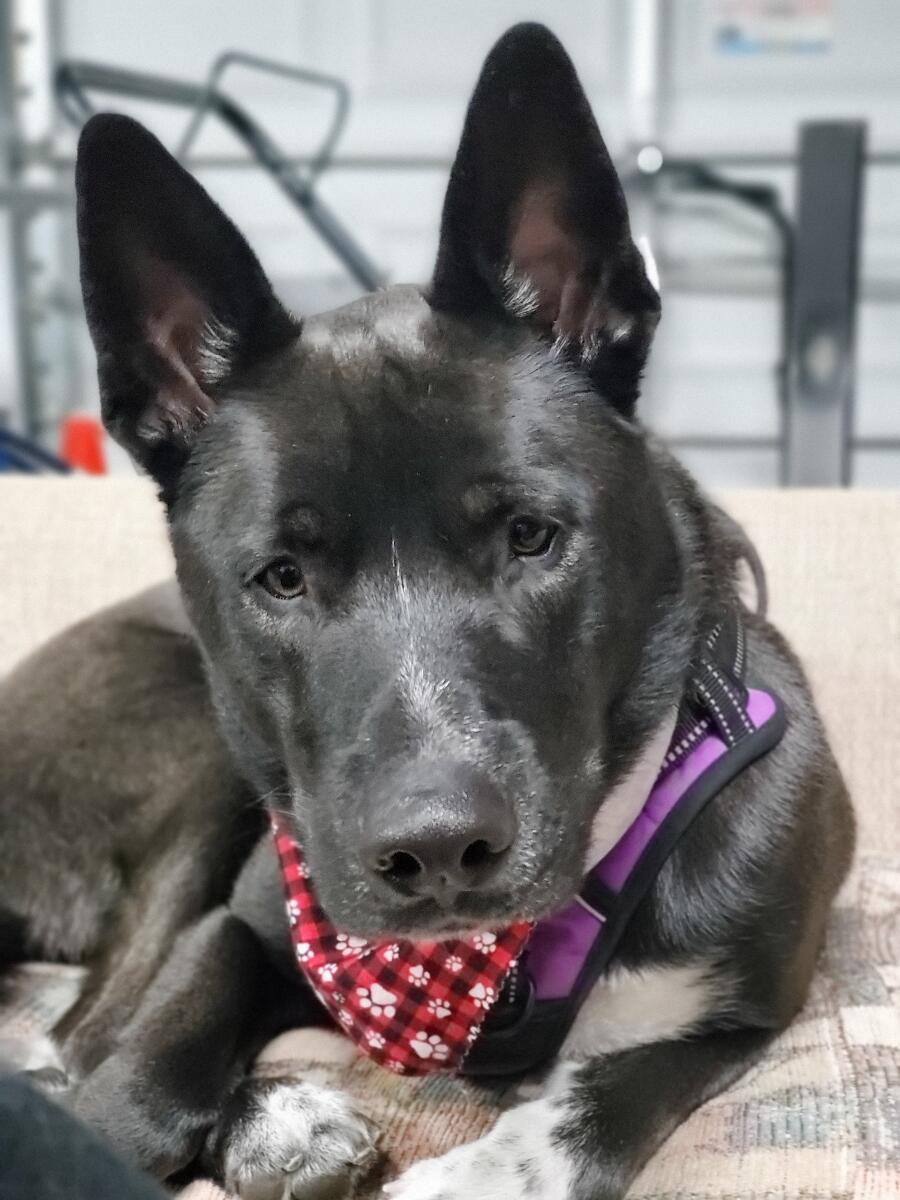 Nightmare Before Grooming Front Royal, VA Nextdoor