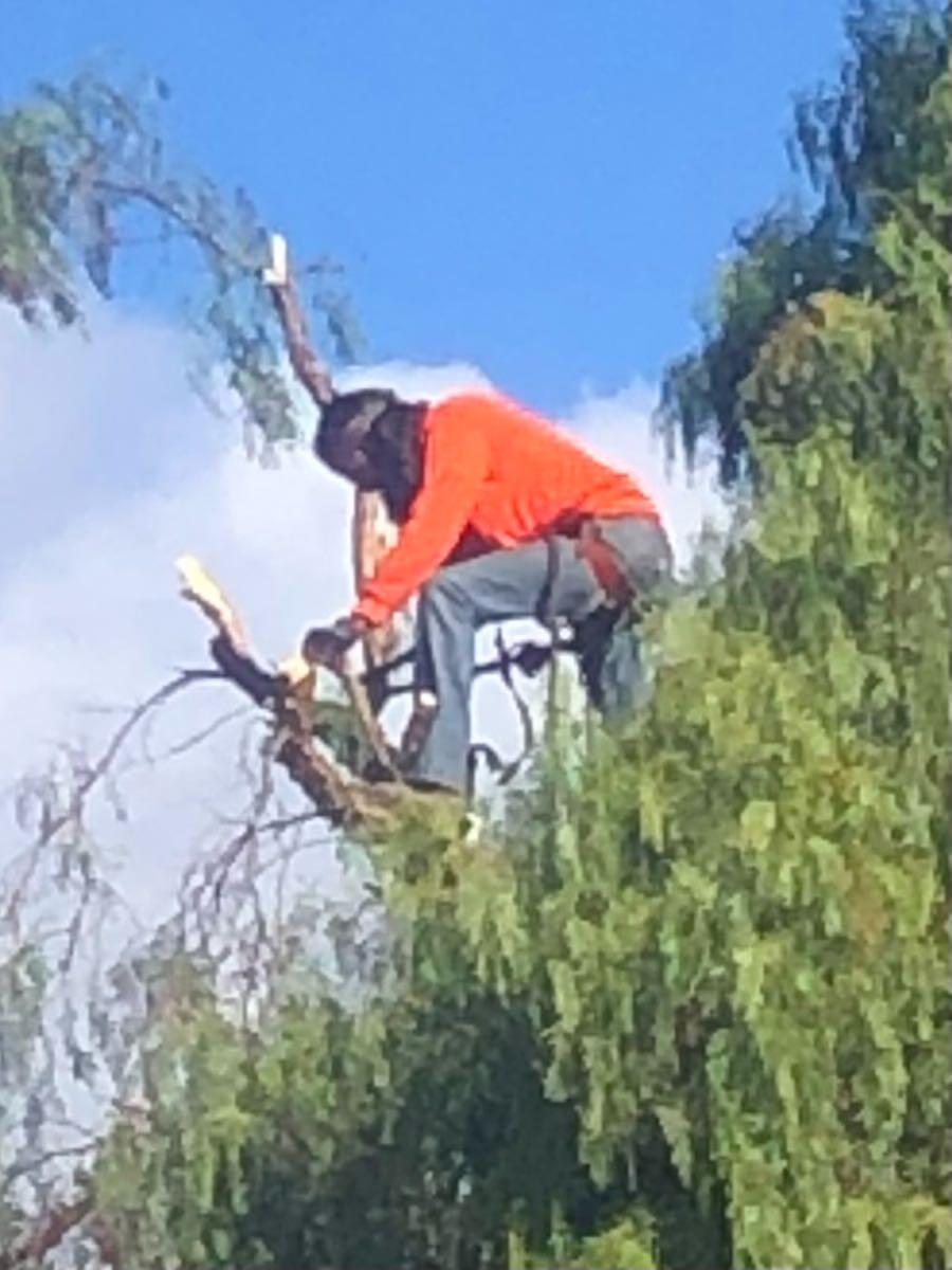 Niles Territory Tree Service Fremont, CA Nextdoor