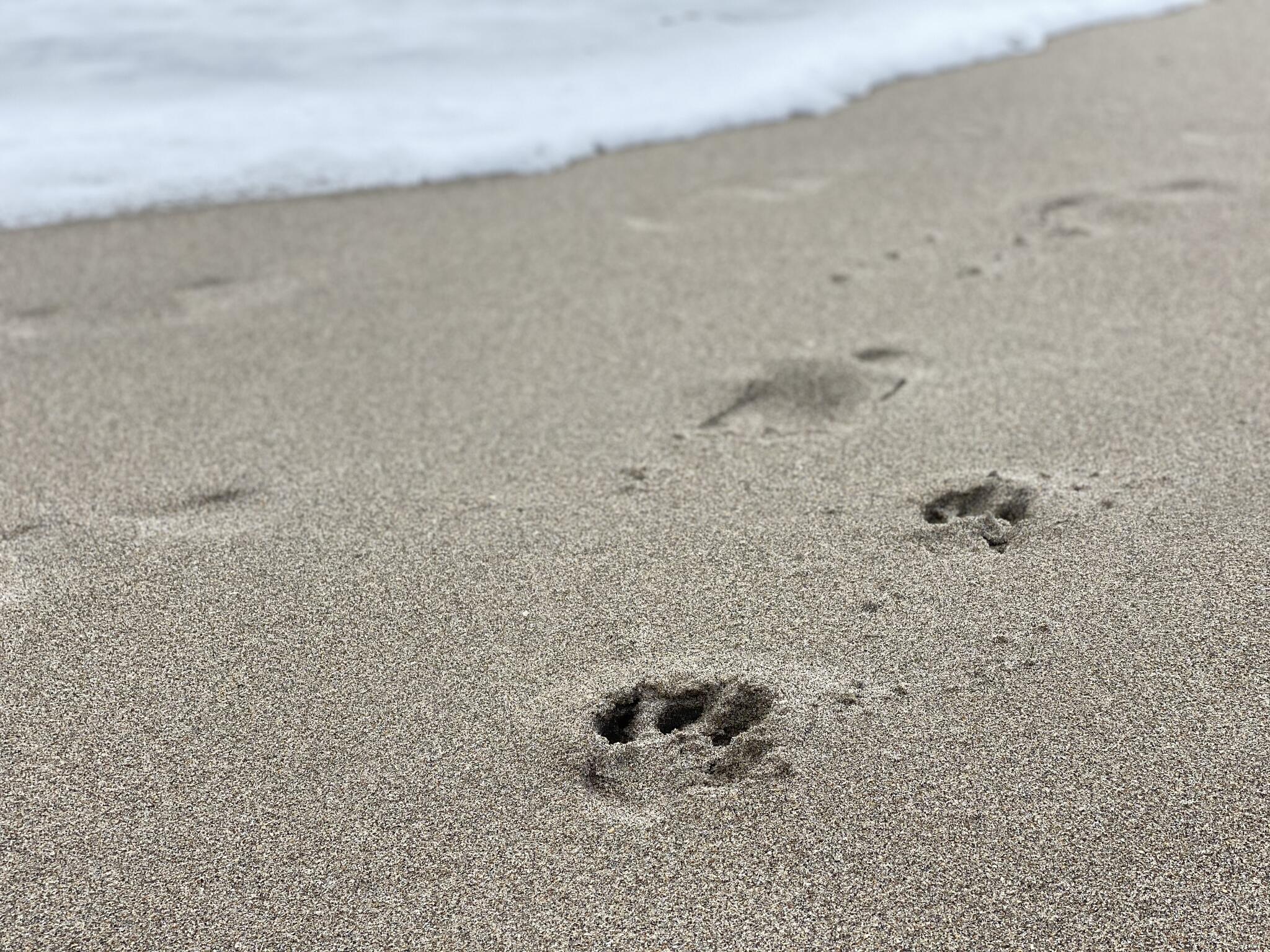 Sunshine Veterinary Hospital Jupiter, FL Nextdoor