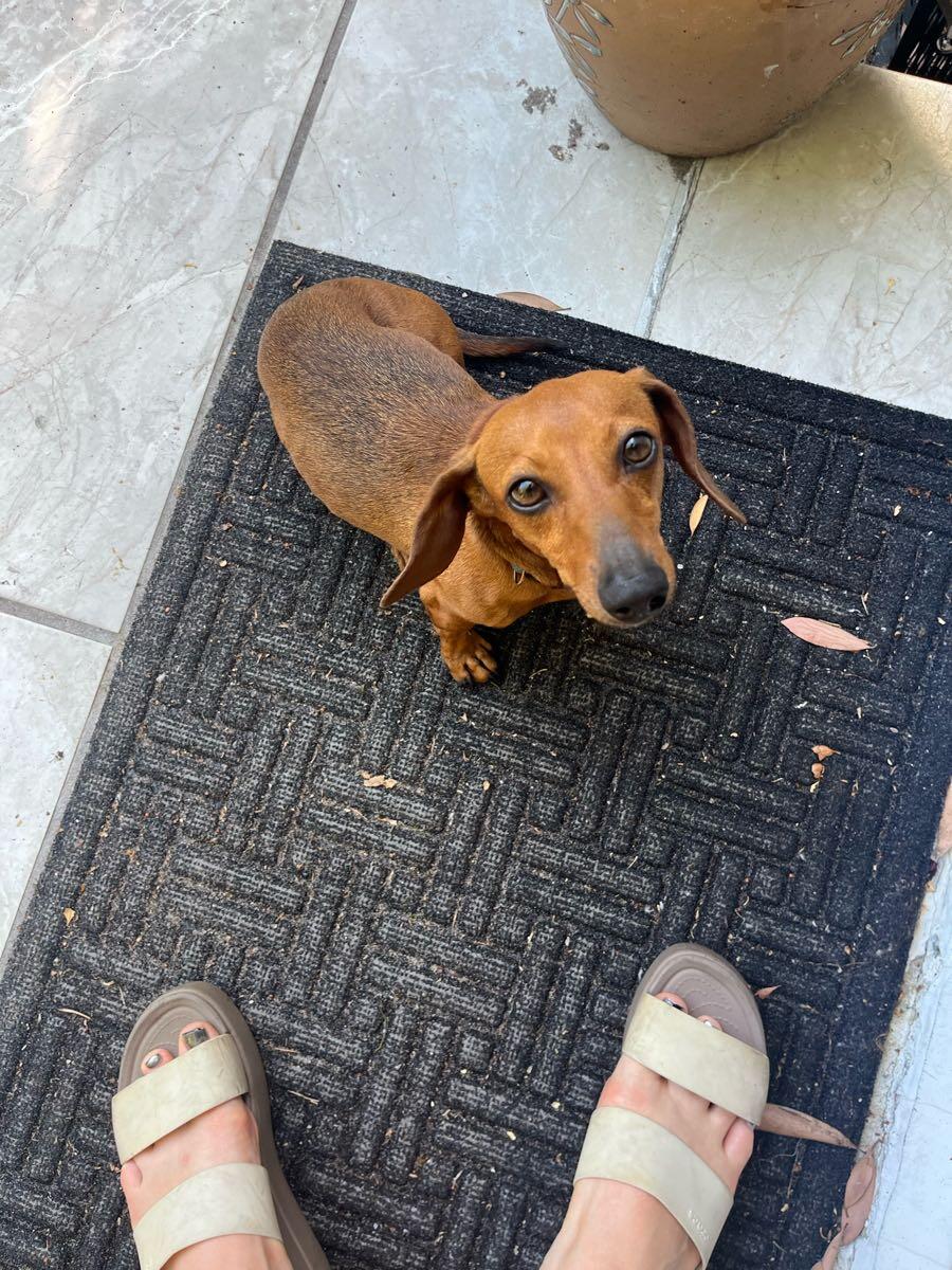 Palm beach gardens dog training Palm Beach Gardens, FL Nextdoor