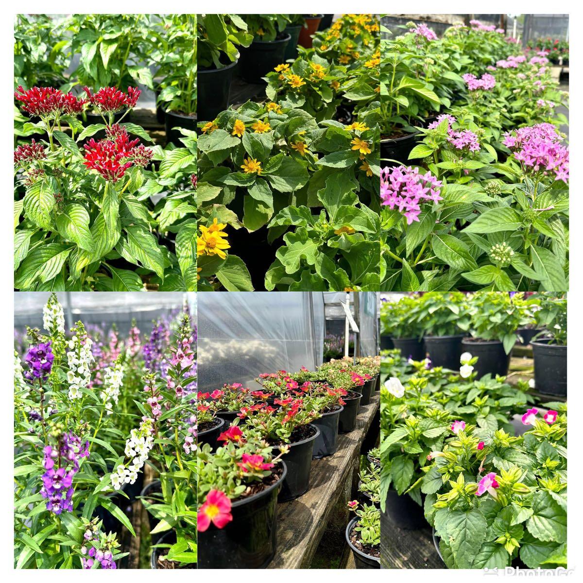 H & H Nursery Bradenton, FL Nextdoor