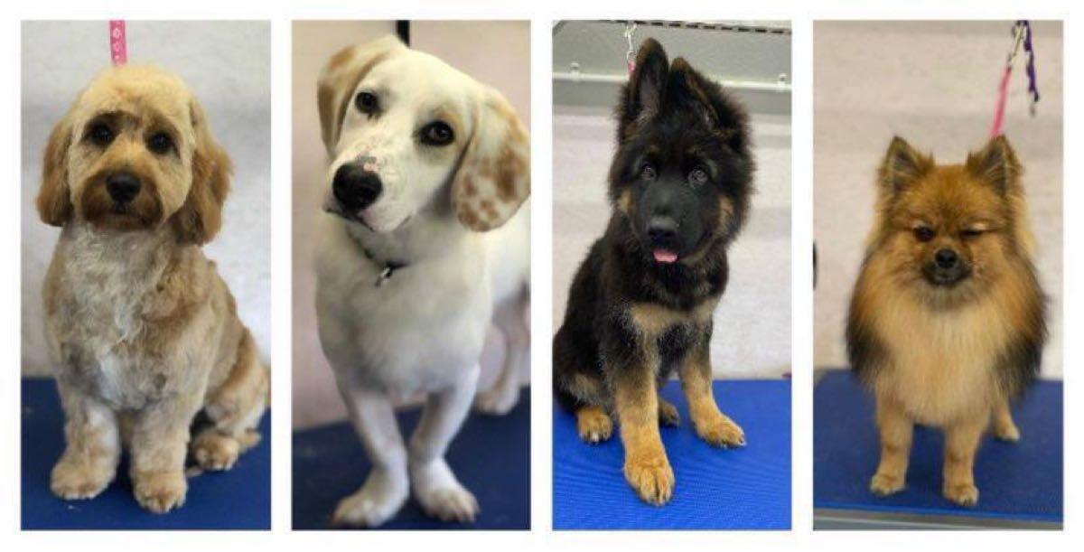 Kimbers Dog Grooming Newport Nextdoor