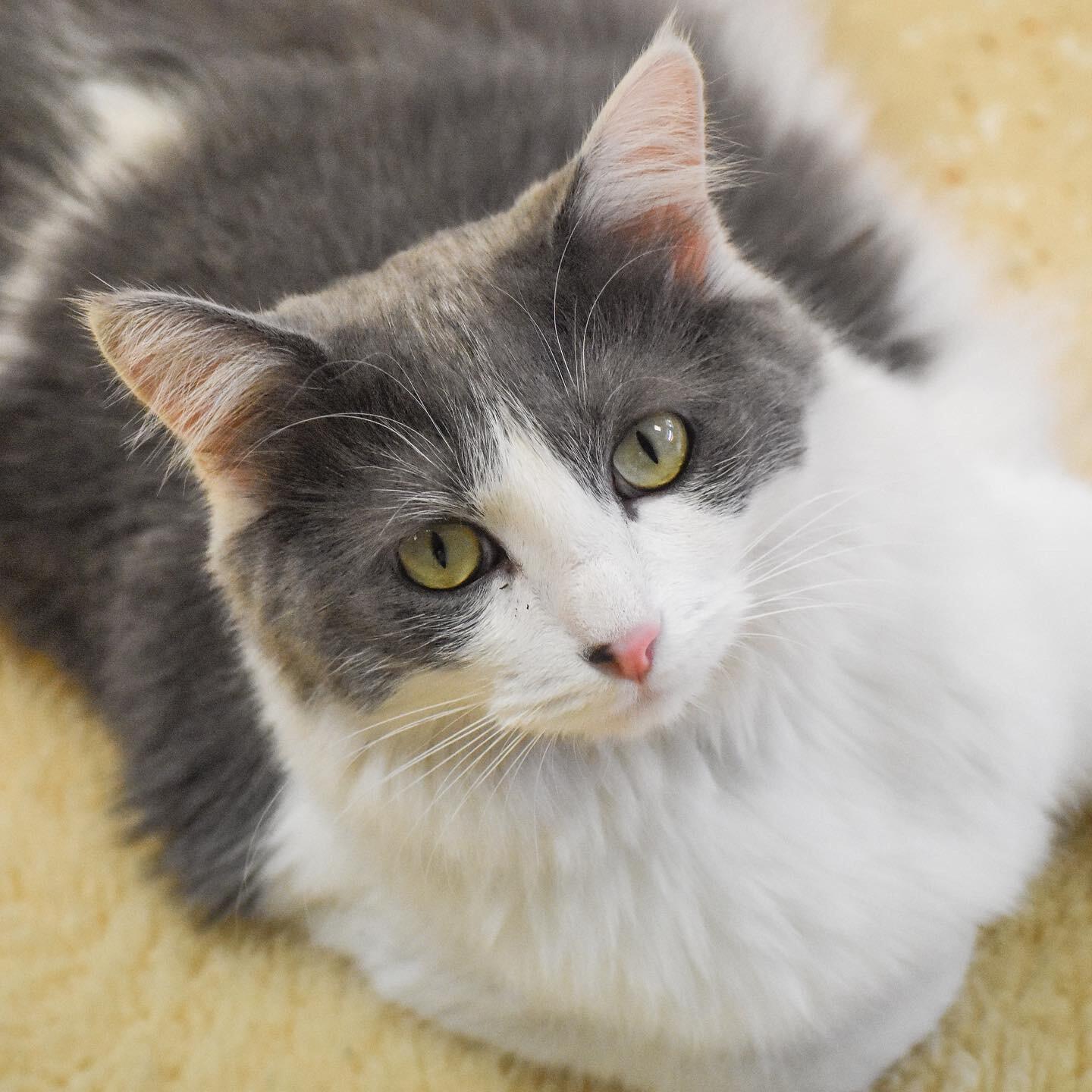 Sun Valley Animal Shelter Glendale, AZ Nextdoor