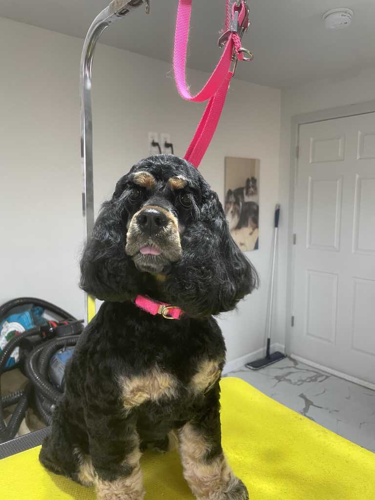 Kathy's hot sale grooming salon