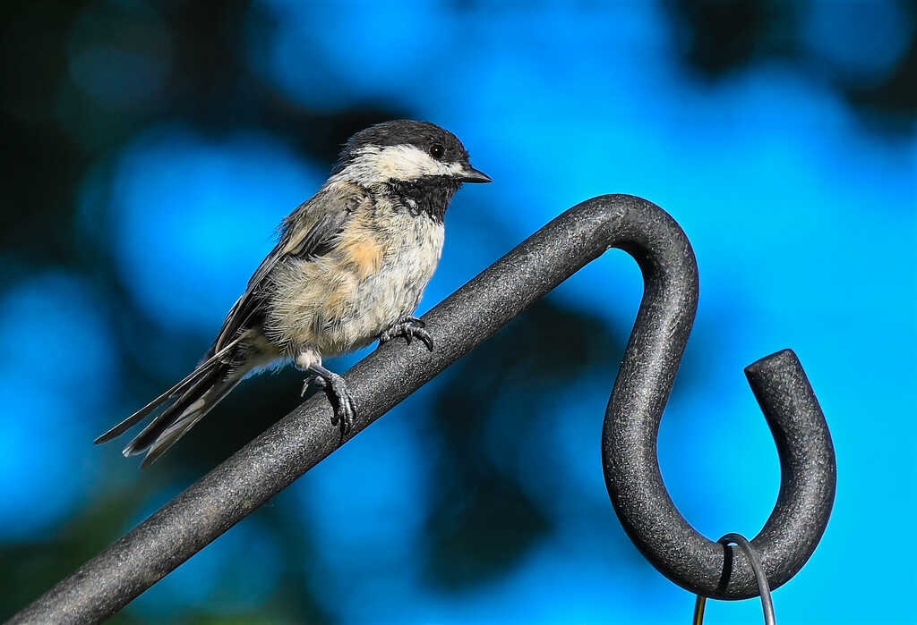 Wild Birds Unlimited of Woodbury MN - Woodbury, MN - Nextdoor