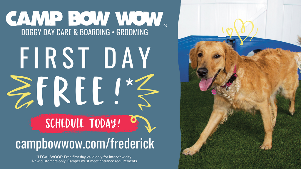 Camp bow wow clearance age requirement