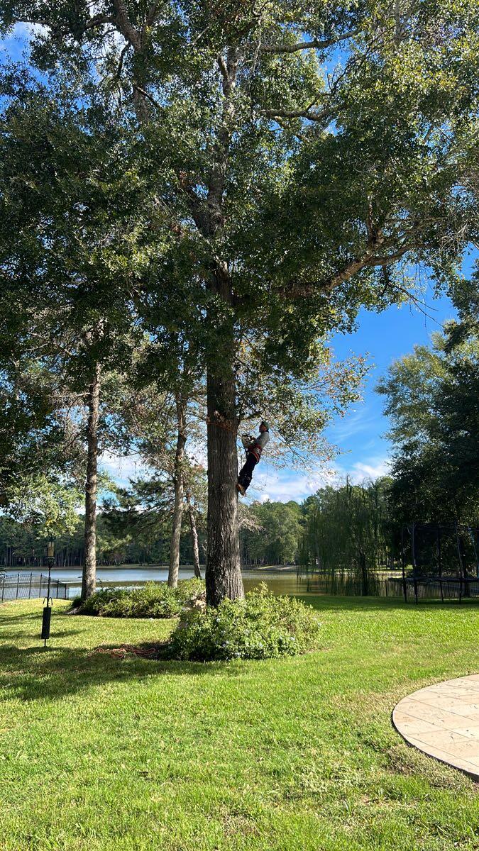 Sawboys tree service Katy, TX Nextdoor