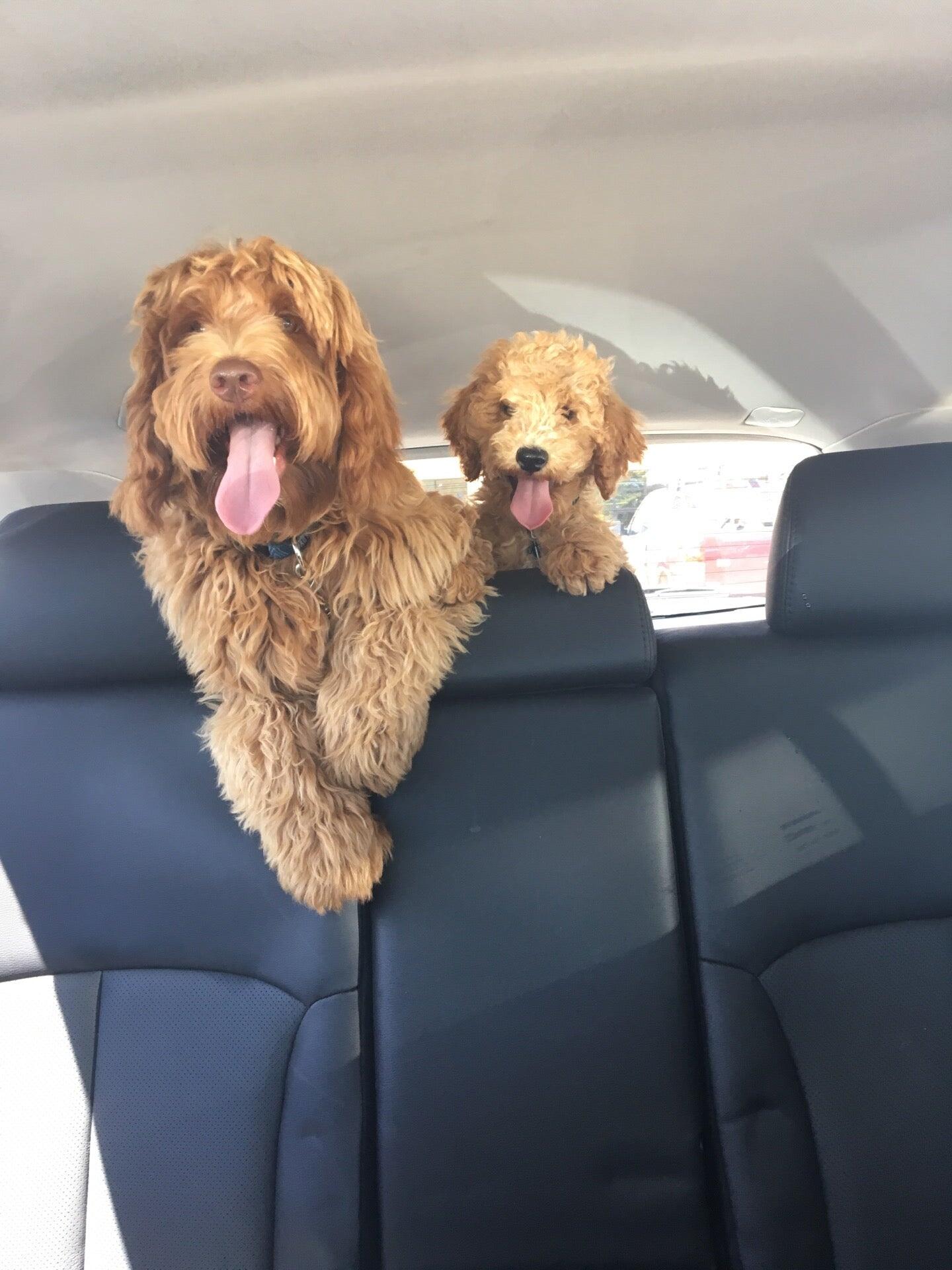 Petco