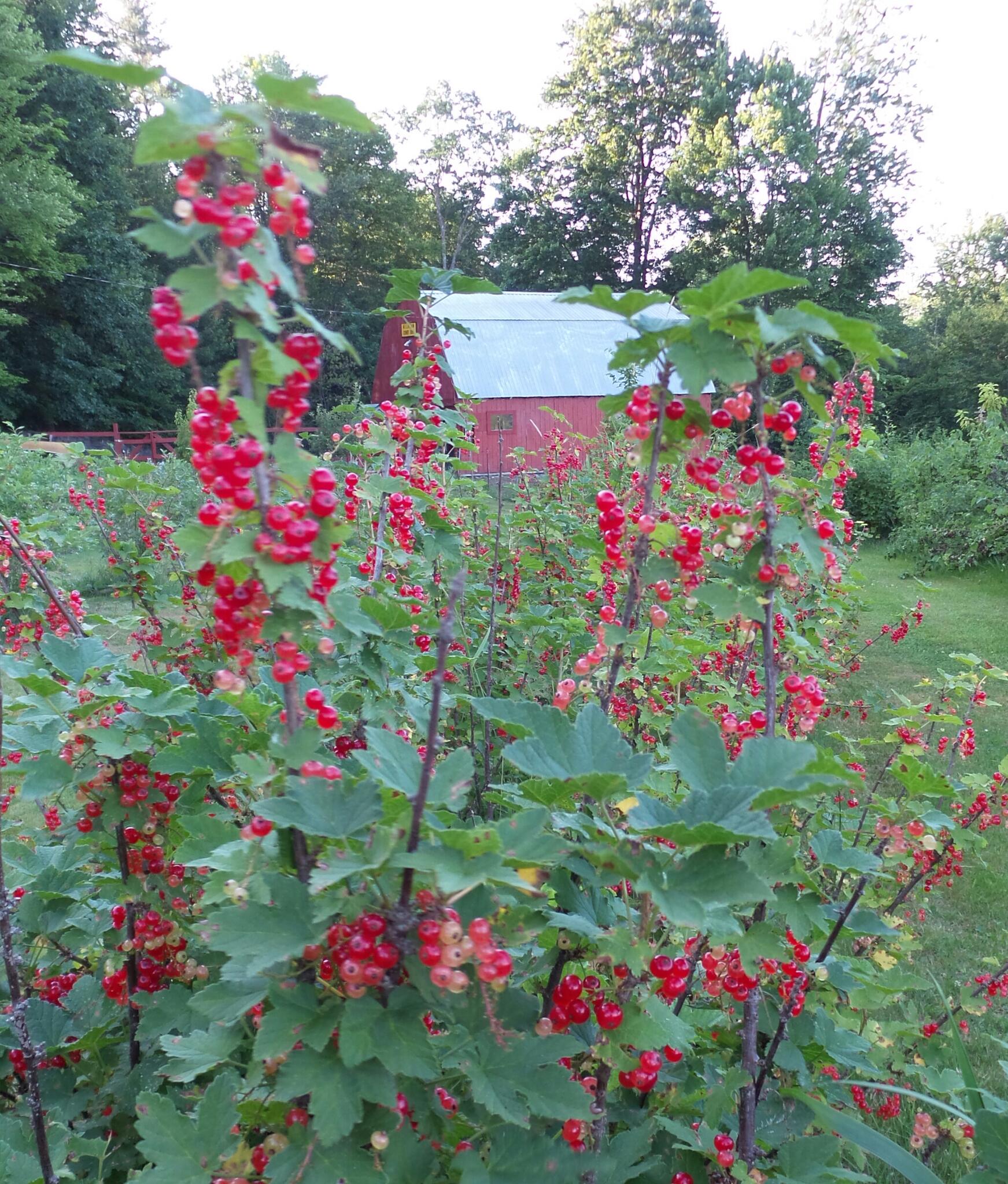 Basketmaker's Shop Milkcan Corner Farm ster, NH Nextdoor