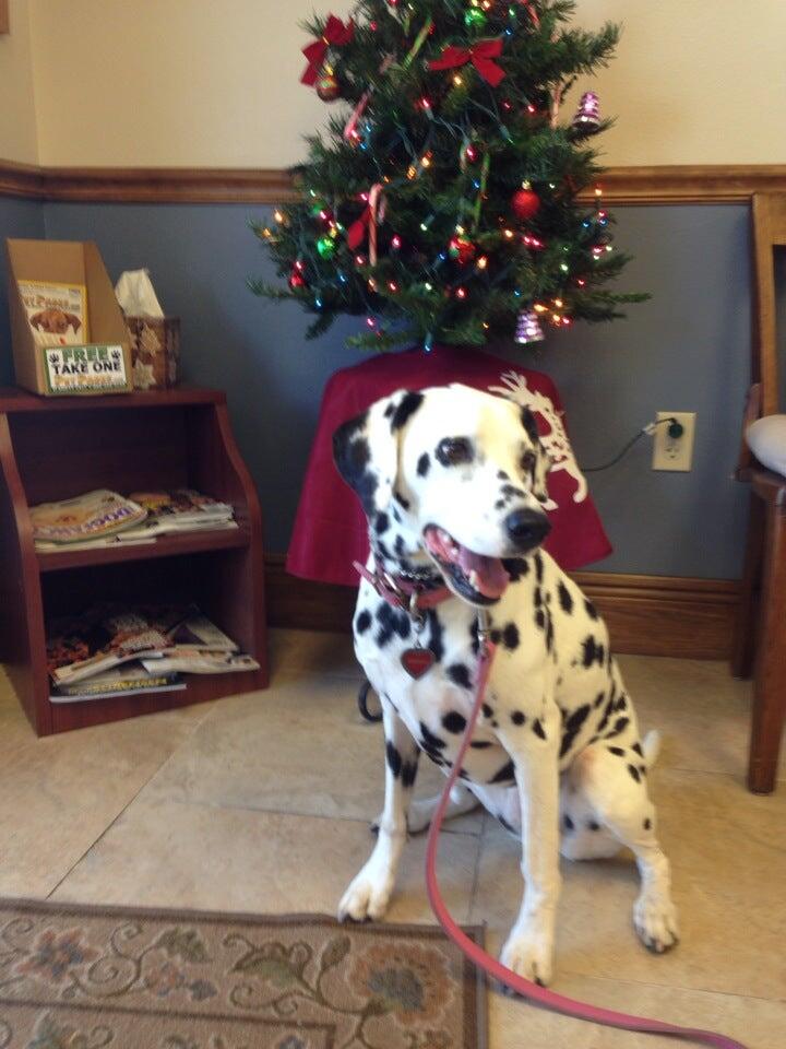 Malabar Country Vet & Groomer Palm Bay, FL Nextdoor