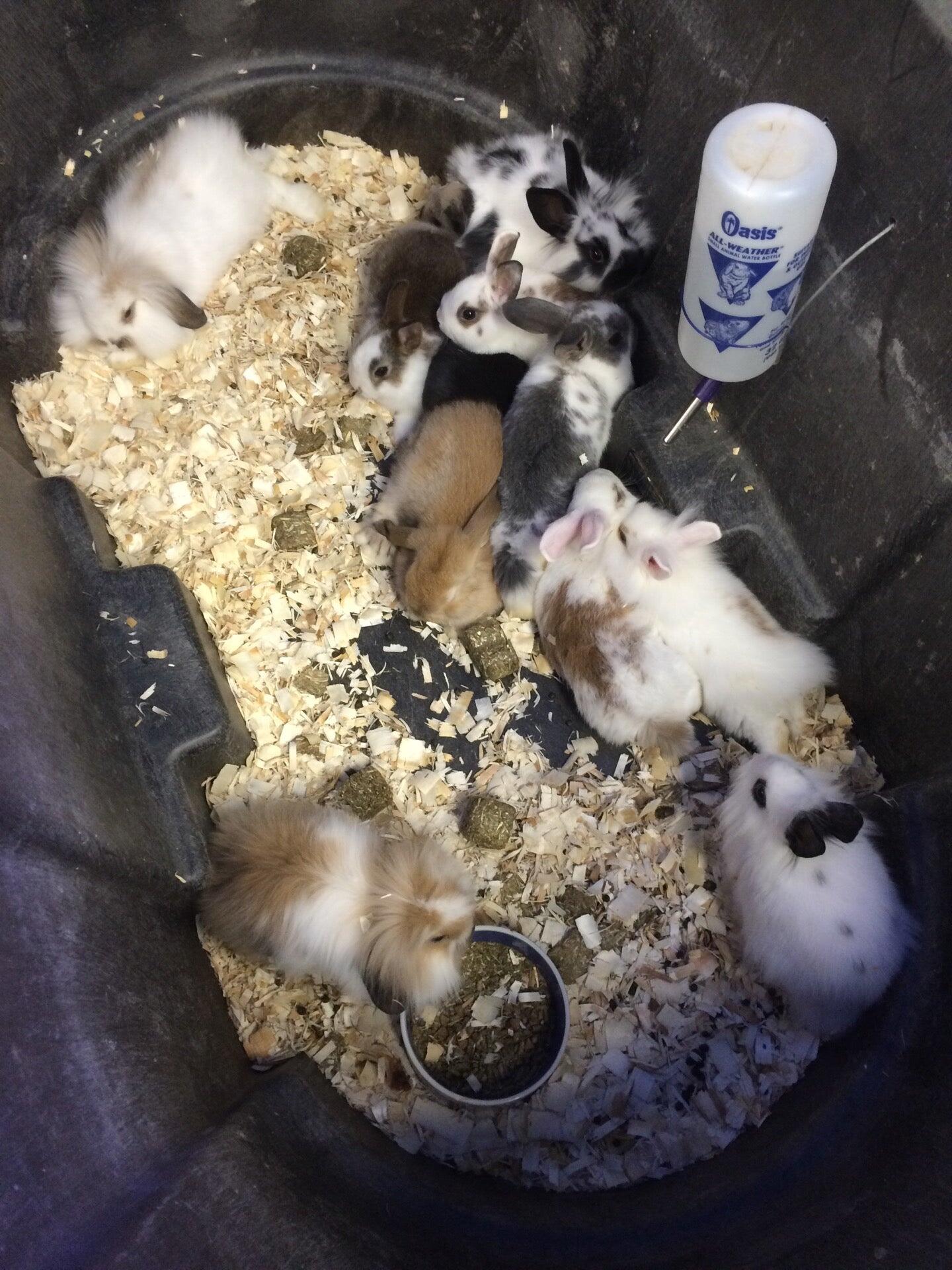 Pet Station Incline Village, NV Nextdoor