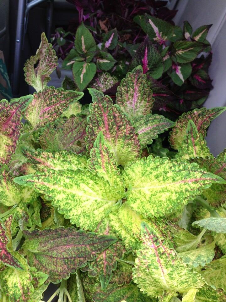 Harold's Indoor Outdoor Plants - New Orleans, LA - Nextdoor