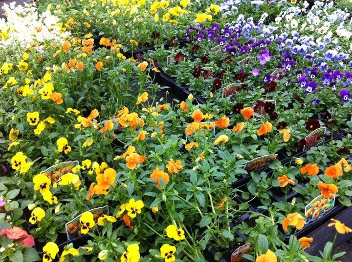 Dunston Hall Garden Centre Chesterfield Nextdoor