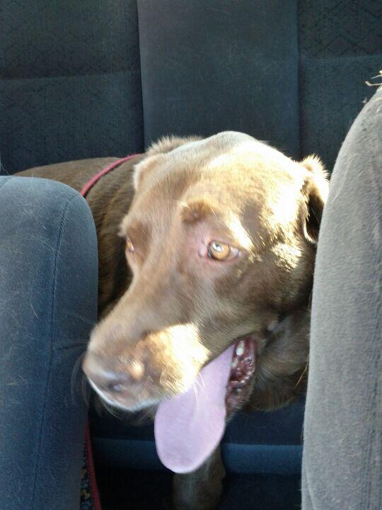 Pet Paradise Sanford, FL Nextdoor