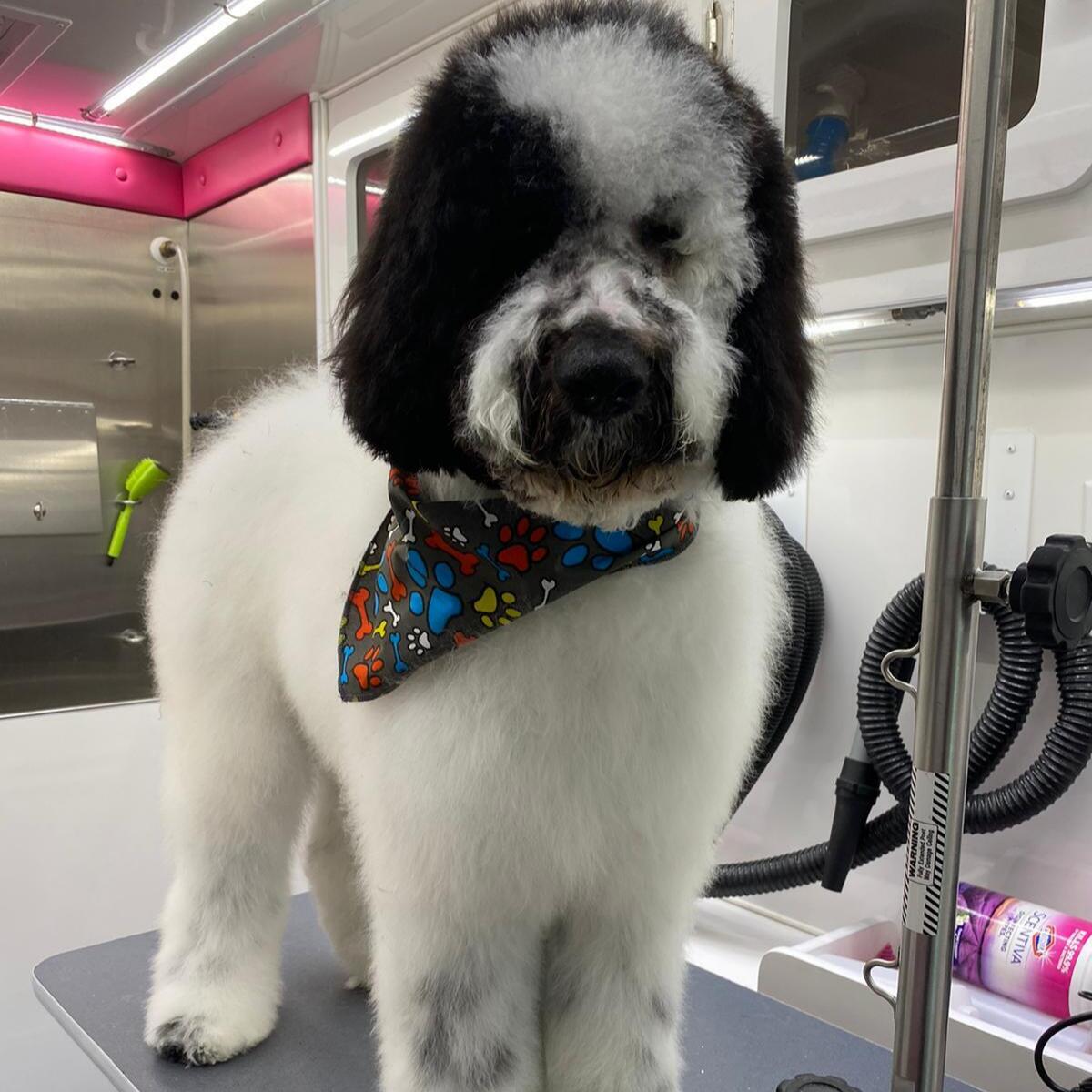 Groom & go clearance pet grooming spa