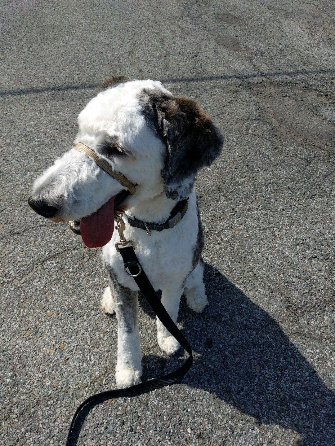 Jessie's Dog Grooming Albany, NY Nextdoor