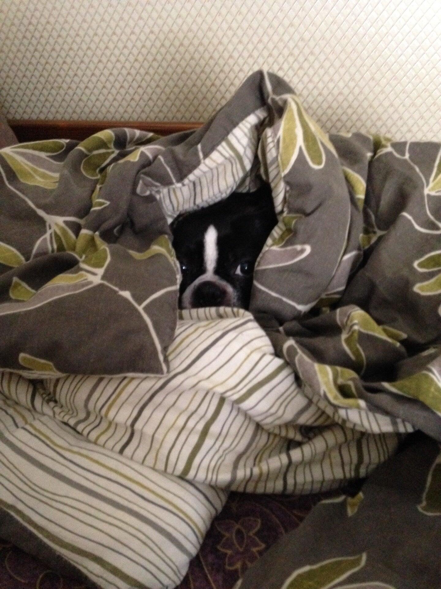 Affordable Care Veterinary Clinic Finleyville, PA Nextdoor