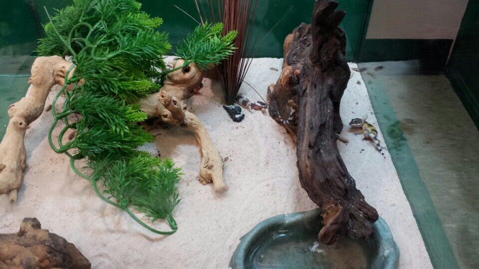 Scales 'N Tails Ft. Collins