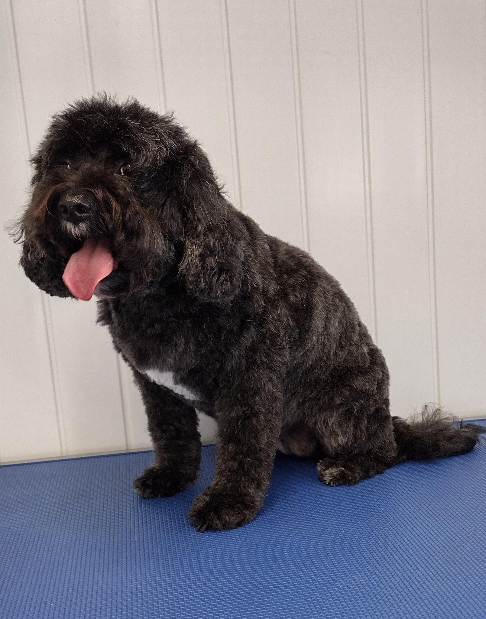 Dickie Dogs Grooming - Southport, GB-ENG - Nextdoor